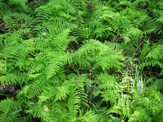Beautyful ferns leaves green foliage natural floral fern background in sunlight.