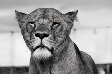 portrait of a lion