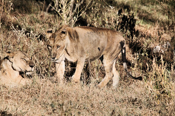 A view of a Lion in Kenya