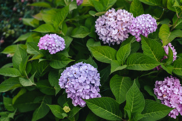 Hydrangea is pink, blue, lilac, violet, purple flowers are blooming in spring and summer at sunset in town garden