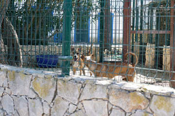 Hunt dogs behind spacious shady kennels in Portugal