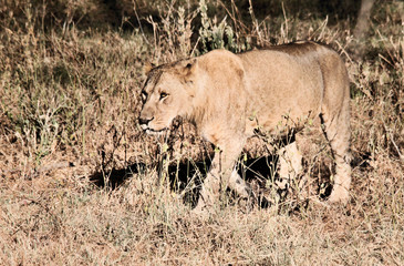 portrait of a lion