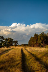 Fototapeta premium evening steppe landscape with blue sky and clouds