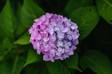 Hydrangea is pink, blue, lilac, violet, purple bushes of flowers are blooming in spring and summer at sunset in town garden