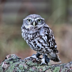 A Little Owl