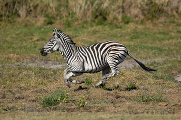 Obraz na płótnie Canvas Adult zebra full body side view galloping across the Moremi plains in Botswana