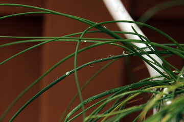 Chive plant with water droplets
