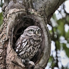 A Little Owl in a Tree