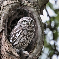 A Little Owl in a Tree