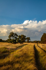 Fototapeta premium evening steppe landscape with blue sky and clouds