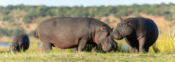 Hippo grazing out of water near Chobe River in golden afternoon light in Botswana