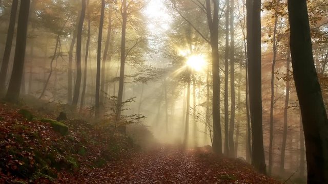 Following a path in a beautiful misty forest in autumn, with gold rays of sunlight falling through the trees 
