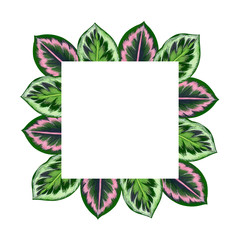 Square frame with calathea leaves. Leaves painted with gouache. For postcards, posters and other designs.