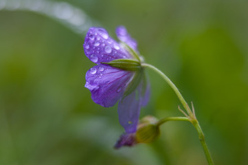 Purple flower in dew fresh greens meadow grass