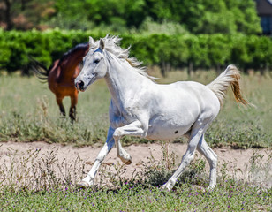 white horse running