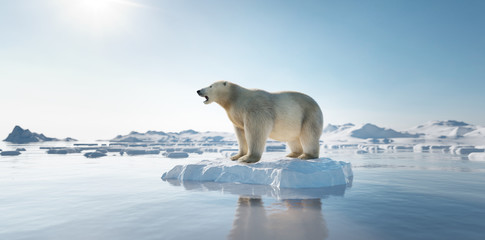 Polar bear on ice floe. Melting iceberg and global warming. - obrazy, fototapety, plakaty