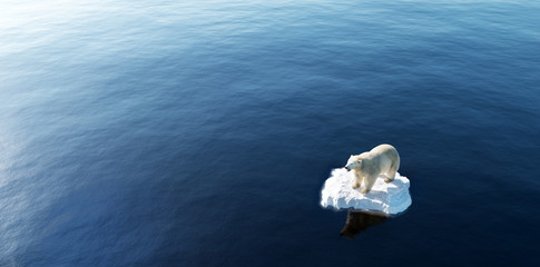 Polar bear on ice floe. Melting iceberg and global warming.