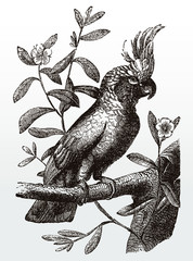 White cockatoo, cacatua alba with an erected crest sitting on a leafy branch, after an antique illustration from the 19th century © M