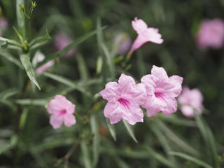 Cayenne Jasmine ,Periwinkle, Catharanthus rosea, Madagascar Periwinkle, Vinca, Apocynaceae name flower pink color springtime in garden on blurred of nature background