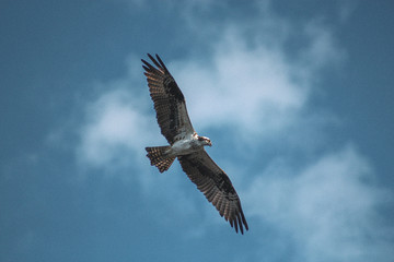 Fototapeta na wymiar Osprey in flight