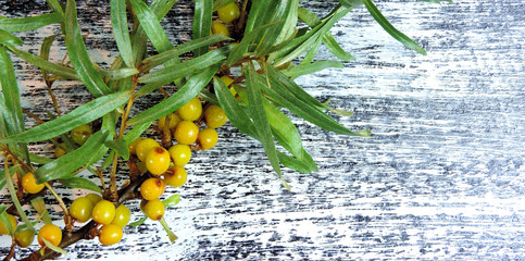  yellow ripe sea buckthorn berries on a wooden surface, useful for healthy berries  