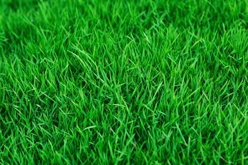 The texture of green grass for the background