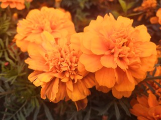 orange dahlia flower