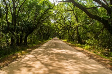 road in the forest