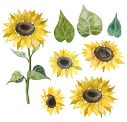 Watercolor set of beautiful sunflowers. Autumn set with flowers. Bouquet and wreath of sunflowers
