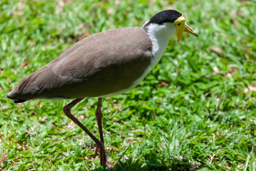 Naklejka premium A bird walking on the grass