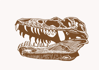 Vintage illustration of tyrannosaurus skull,vector