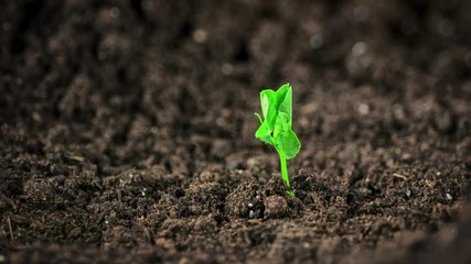 Time lapse footage of a pea seedling growing out of the fertile dark soil into a small plant - Powered by Adobe