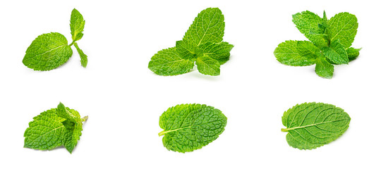 Fresh mint leaves on a white background. High quality photo