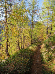 Fototapeta na wymiar The colors of autumn in the woods in Valtellina, Italy