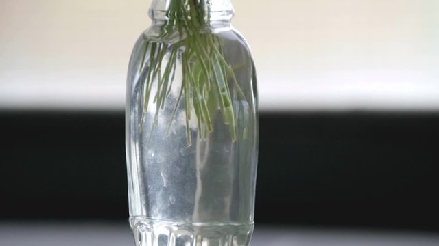 stalks cut in bottle water flowerpot plant background light copy space rotating