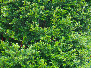green leaves against blue sky