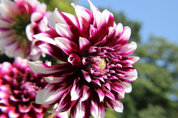 Dahlie in voller Sch&ouml;nheit