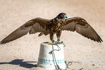 Falcon for Selling . Exposure of a Falcon for sale in Souq Waqif, Doha, Qatar, Middle East