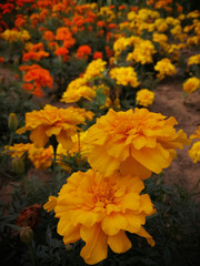 yellow flowers in the park