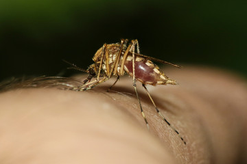 Mosquito Culex pipiens kompleks vectors of West Nile virus  sucking blod