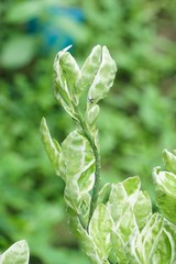 fresh green Alocasia cucullata plant in nature garden