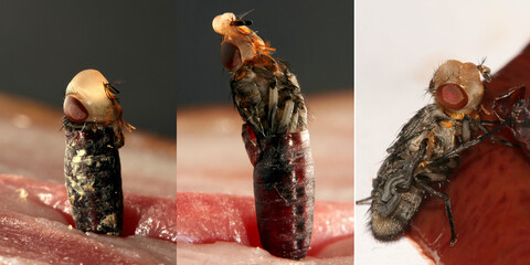 House fly Musca domestica; after emerging from its chrysalis