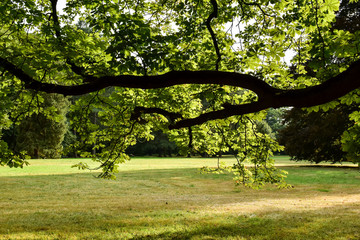 tree in park