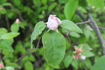 
Delicate pink buds are ready to turn into flowers on the branches of a quince tree in spring