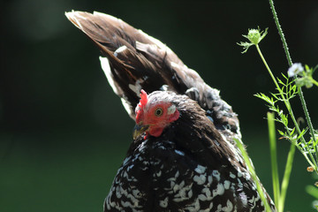 Japanese Mottle Bantam Hen