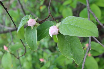 
Delicate pink buds are ready to turn into flowers on the branches of a quince tree in spring