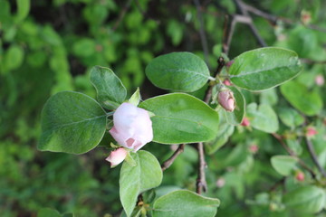 
Delicate pink buds are ready to turn into flowers on the branches of a quince tree in spring