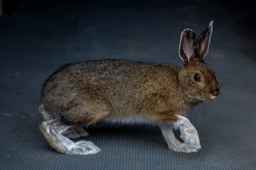 Hare in the garage