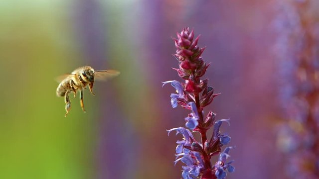 Close up of honey bee flying and collecting nectar pollen around garden sage flowers (salvia officinalis). Super slow motion filmed at 1000 fps.