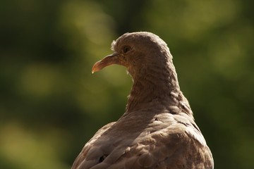 Close-up of the pigeon on the railing of our balcony 